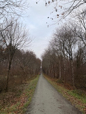 Sentier rectiligne dans la forêt de Meerdael en hiver